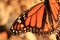 Monarch Butterfly Wing
