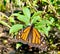 Monarch butterfly wings Florida