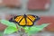 Monarch butterfly wings open on pineapple sage leaves