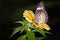 Monarch Butterfly on a yellow alamanda flower, Danaus plexippus