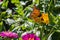 Monarch Butterfly on a Yellow Flower