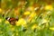 Monarch Butterfly on the Yellow Flower in