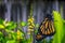 Monarch Butterfly on Yellow Flowers