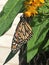 Monarch butterfly on yellow flowers