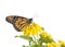 Monarch Butterfly on yellow lantana flowers, profile view. Isolated