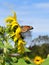 Monarch Butterfly and Yellow sunflower on Fall day in Littleton, Massachusetts, Middlesex County, United States. New England Fall.