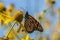 Monarch Butterfly on Yellow Wildflower