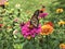 Monarch butterfly on Zinnias