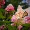 Monarch butterly Danaus plexippuson hydrangea with vibrant pink and white blossoms