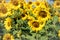 A Monarch Butterly in a Field of Sunflowers