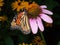 Monarch butterly on flower