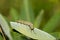 Monarch Caterpillar