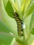 Monarch Caterpillar