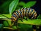 Monarch caterpillar