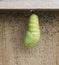 Monarch Caterpillar Becoming Chrysalis