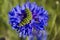 Monarch caterpillar on blue wildflower.