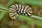 Monarch caterpillar curled around a plant stem.