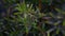 Monarch Caterpillar Danaus plexippus on a Milkweed plant