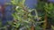 Monarch Caterpillar Danaus plexippus on a Milkweed plant