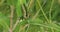 Monarch Caterpillar, Danaus plexppus, eating Milkweed 4K