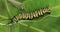 Monarch caterpillar, danaus plexppus, on milkweed leaf 4K