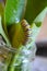 Monarch Caterpillar Eating Milkweed Leaves in Jar - Top View - Danaus plexippus