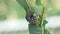 Monarch caterpillar eating milkweed plant