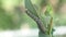 Monarch caterpillar eating milkweed plant