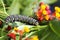 Monarch Caterpillar Feeding Milkweed