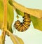 Monarch caterpillar hanging in J-formation just before pupation