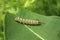 Monarch Caterpillar on Milk Weed Plant