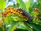 Monarch caterpillar on milkweed