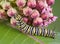 Monarch caterpillar on milkweed