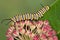 Monarch caterpillar on milkweed buds