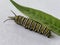 Monarch caterpillar with milkweed and copy space