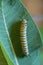 Monarch Caterpillar on Milkweed Leaf - Top View - Danaus plexippus