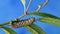 Monarch Caterpillar munches on swamp milkweed blue background