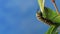 Monarch Caterpillar munches on swamp milkweed blue background