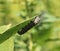 Monarch Caterpillar Munching on Milkweed