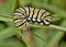 Monarch caterpillar on a plant stem.