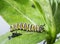 Monarch caterpillar resting right after molting