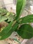 Monarch caterpillars eat milkweed in captivity