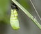 Monarch cocoon