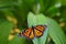 Monarch, Danaus plexippus, butterfly in nature habitat. Nice insect from Mexico. Butterfly in the green forest. Butterfly sitting