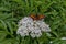 Monarch or Danaus plexippus butterfly over blossom of Elderberry or Sambucus ebulus, poisonous bush