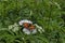 Monarch or Danaus plexippus butterfly over blossom of Elderberry or Sambucus ebulus, poisonous bush, Jeleznitsa, Vitosha mountain