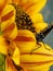 The Monarch Drying on the Sunflowers Orange & Yellow Petals in Summer Sunshine