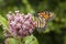 Monarch Feeding on Milkweed Plant