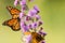 Monarch and Great Spangled Fritillariy Butterflies