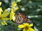 Monarch on Jerusalem Artichoke